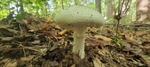 Enlarge photo 188