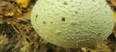 Enlarge photo 187