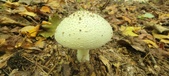 Enlarge photo 182