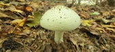 Enlarge photo 181