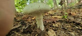 Enlarge photo 179