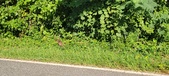 Enlarge photo 42
