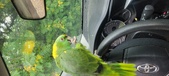 Enlarge photo 262