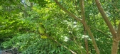 Enlarge photo 257
