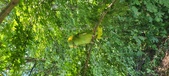 Enlarge photo 253