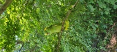 Enlarge photo 254