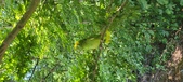 Enlarge photo 255