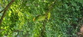 Enlarge photo 251