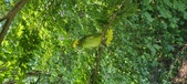 Enlarge photo 250