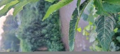 Enlarge photo 163