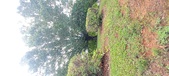 Enlarge photo 110