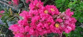 Enlarge photo 85