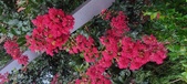 Enlarge photo 84