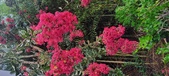 Enlarge photo 83