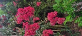 Enlarge photo 82