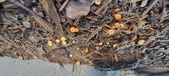 Enlarge photo 72