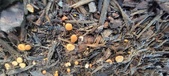 Enlarge photo 71