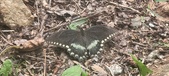 Enlarge photo 213