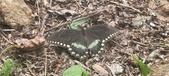 Enlarge photo 212
