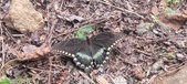 Enlarge photo 209