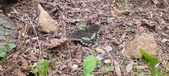 Enlarge photo 207