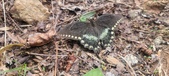 Enlarge photo 206