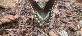 Enlarge photo 205