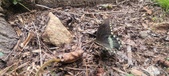 Enlarge photo 199