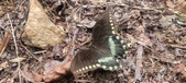 Enlarge photo 198