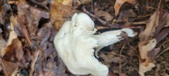 Enlarge photo 194