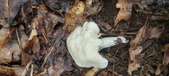 Enlarge photo 195