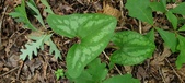 Enlarge photo 197