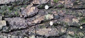 Enlarge photo 192