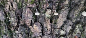 Enlarge photo 191