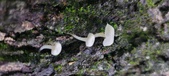 Enlarge photo 186