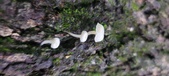 Enlarge photo 187