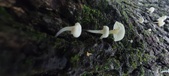 Enlarge photo 188