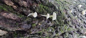 Enlarge photo 189