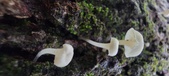 Enlarge photo 184