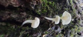 Enlarge photo 183