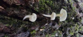 Enlarge photo 182