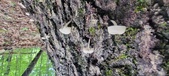 Enlarge photo 178