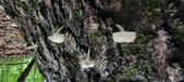 Enlarge photo 179