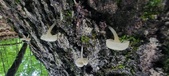 Enlarge photo 180