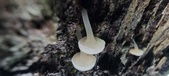 Enlarge photo 177