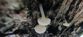 Enlarge photo 176