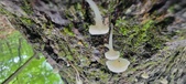 Enlarge photo 174