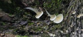 Enlarge photo 170