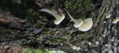 Enlarge photo 171