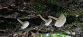 Enlarge photo 173